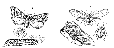 Рис. 10. Капустная тля и капустная совка