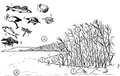 Рис. 9. Организмы и среда их обитания