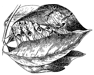 Рис. 7. Муравьи-портные (Oecophylla smaragdina) за работой 