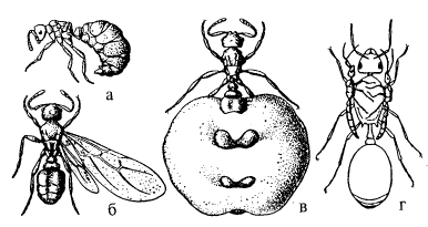 Рис. 8. Паразитические муравьи, обитающие в гнездах дернового муравья 