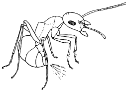 Рис. 9. Рыжий лесной муравей (Formica rufa), «стреляющий» муравьиной кислотой