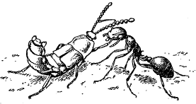 Рис. 10. Жук-стафилин Atemeles pubicollis, выпрашивающий пищу у муравья-мирмики (Myrmica sp.)