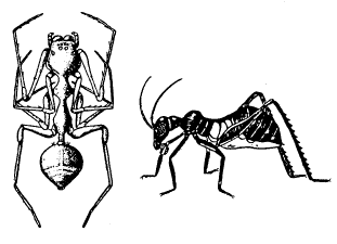 Рис. 13. Мимикрирующие под муравьев членистоногие