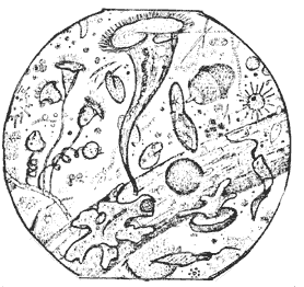 Рис. 13. Живые организмы в капле воды под микроскопом