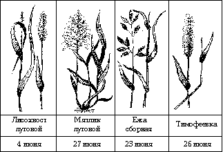 Рис. 14. Сроки цветения луговых злаков