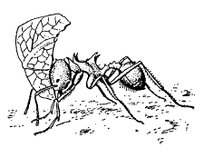 Рис. 3. Один из видов муравьев-листорезов (Acromyrmex sp.)