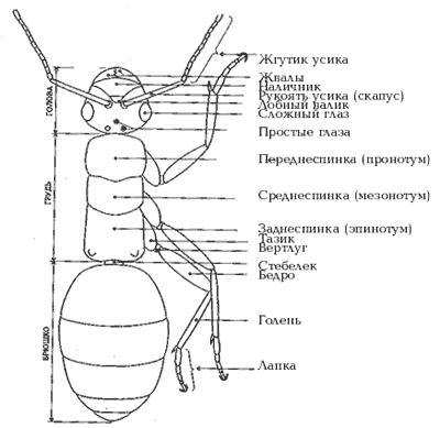 Муравей строение картинка