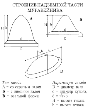 Строение надземной части муравейника 