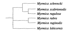 Вариант филогенетических взаимоотношений муравьев-мирмик