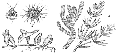 Рис. 2. Различные формы водорослей