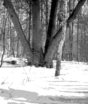 Букетные посадки липы мелколистной (Tilia cordata) в парке Братцево