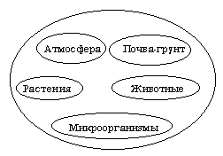 Схема структуры биогеоценоза до обсуждения с учащимися