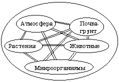 Схема структуры биогеоценоза после обсуждения с учащимися