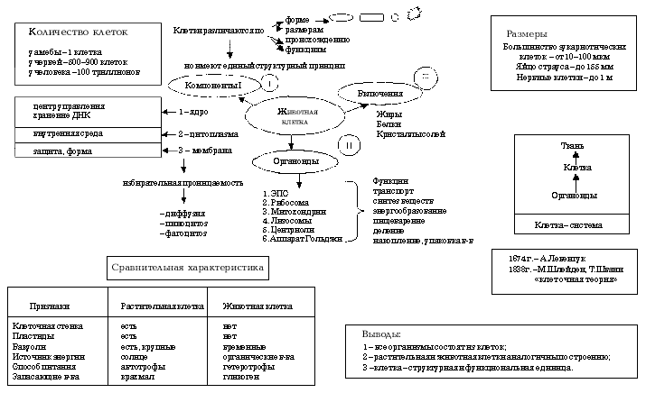 Уроки 5 и 6. Тема: Строение животной клетки