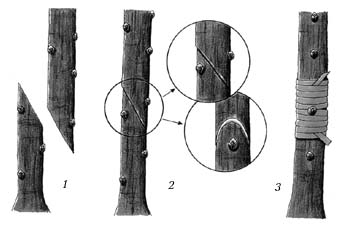 Копулировка. 1–3 – последовательность проведения