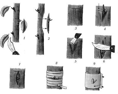 Окулировка. 1–9 – последовательность проведения