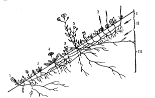 Рис. 9. Корневые ярусы в ассоциации ярутки на осыпи из гравия на высоте 2260 м, Швейцарские Альпы