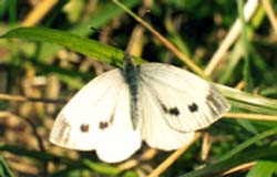 Капустница (Pieris brassicae)