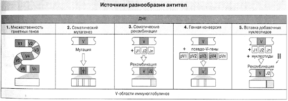 Рис. 2. Пять источников разнообразия антител ( По Ройт и др., 2000). 