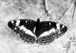 Ленточник Камилла (Limenitis camilla)