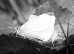 Репница (Pieris rapae)