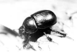 Навозник лесной (Geotrupes stercorosus)