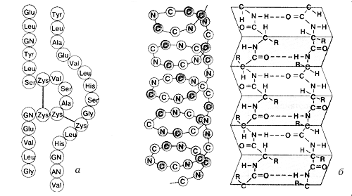 Рис. 2. Структура белков: а – первичная, б – вторичная