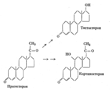 Образование некоторых стероидных гормонов