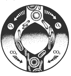 Эритроциты отдают тканям кислород, а из тканей в кровь поступает углекислота