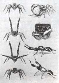 Свадебные танцы пауков-скакунчиков