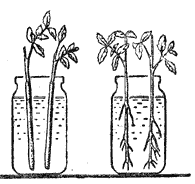 Прорастание черенков в разных условиях