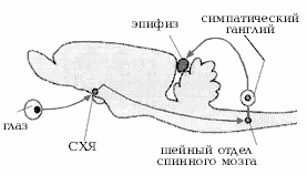 Рис.2. Нервная регуляция эпифиза в мозге млекопитающего (на схеме – продольный вертикальный срез мозга крысы)