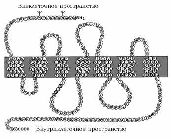 Рис. 4. Структура белка – рецептора мелатонина