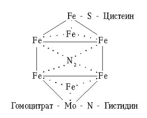 Схема кофактора нитрогеназы