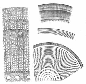 Годичные кольца и строение древесины