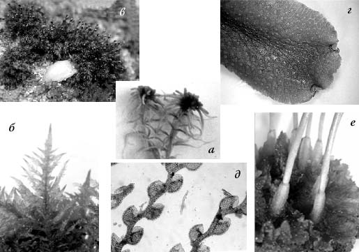 Рис. 1. Представители основных групп мохообразных