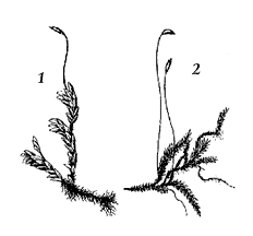 Рис. 26. Верхоплодные (1) и бокоплодные (2) мхи