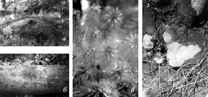 Рис. 2. Формы роста мхов