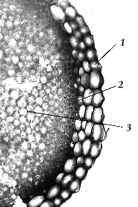 Рис. 8. Поперечный срез стебля сфагна