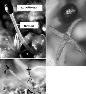 Рис. 33. Спорофит печеночников