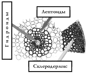 Рис. 16. Схематическое строение стебля Bryidae