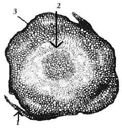 Рис. 17. Поперечный срез стебля кукушкина льна