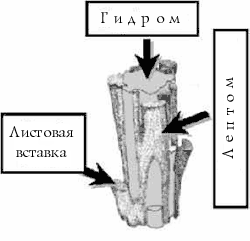 Рис. 18. Трехмерная диаграмма строения стебля мха