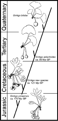 Эволюция гинкго