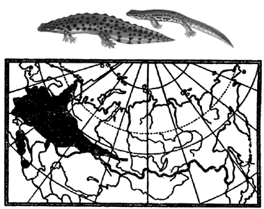 Ареал обыкновенного тритона