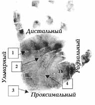 Основные складки ладони. 