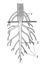 На рисунке б изображена корневая