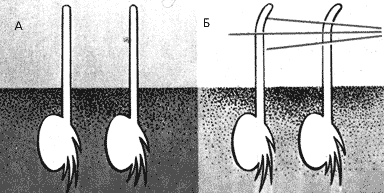 Опыт Дарвина с проростками канареечной травы, растущими в темноте (А) и на свету (Б)