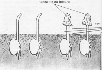 Эксперимент Дарвина с колпачками из фольги, надетыми на верхушки проростков