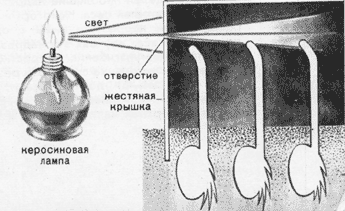 Опыт Дарвина с жестяными колпачками на проростках